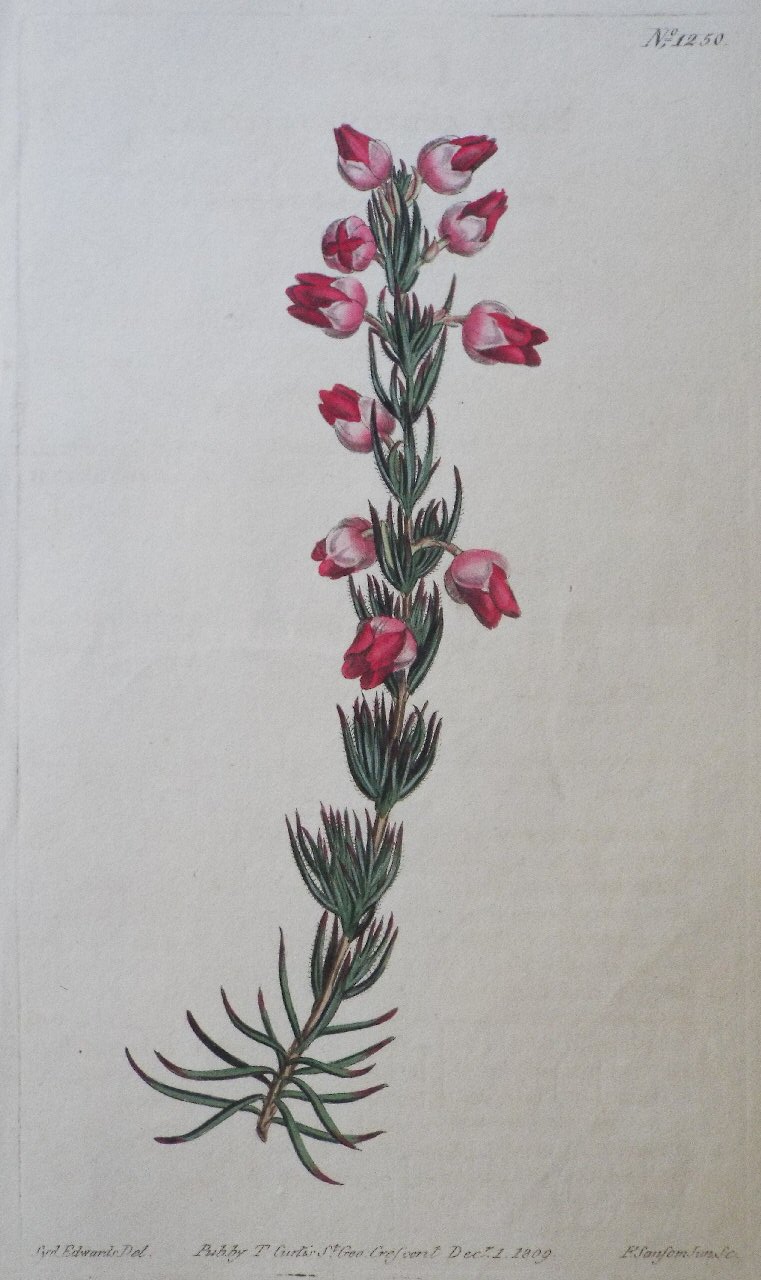 Print - No. 1250 (Yucca Gloriosa. Superb Adam's Needle.) - Sansom